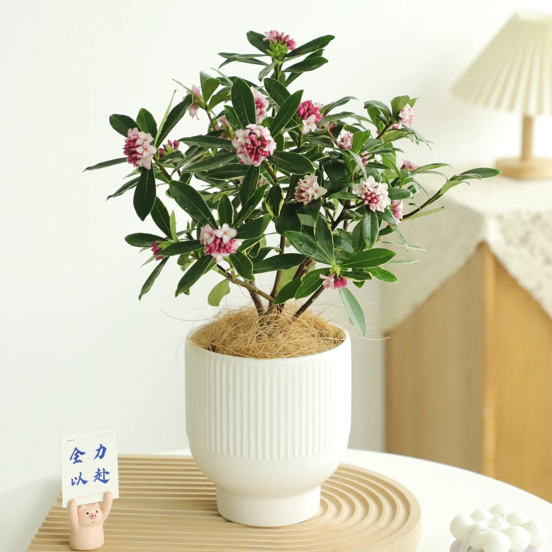 雅韵阁金边瑞香花苞盆栽盆景室内阳台办公室耐阴好养花卉绿植