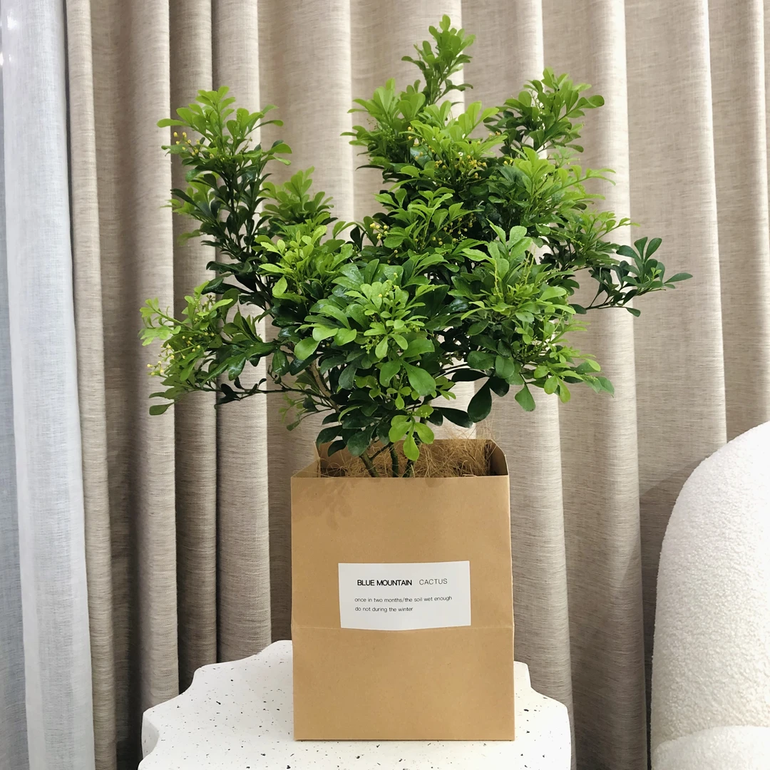 雅韵阁香水米兰花带花苞盆栽盆景室内阳台办公室耐阴好养花卉绿植