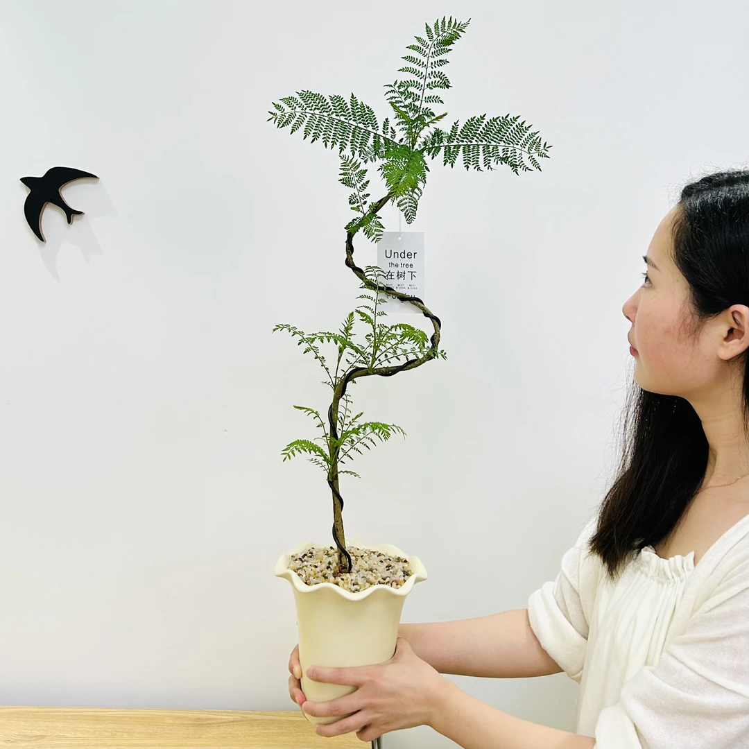 禅意S型老桩蓝花楹盆栽盆景室内客厅办公室前台阳台观叶花卉绿植