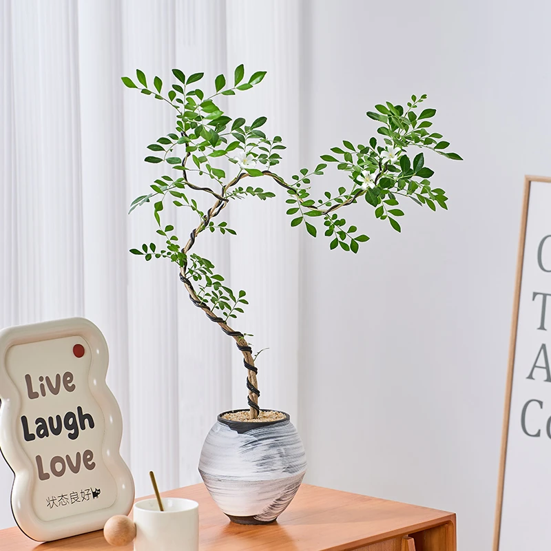 好事成双九里香盆栽四季开花室内客厅办公室花卉绿植易活四季植物