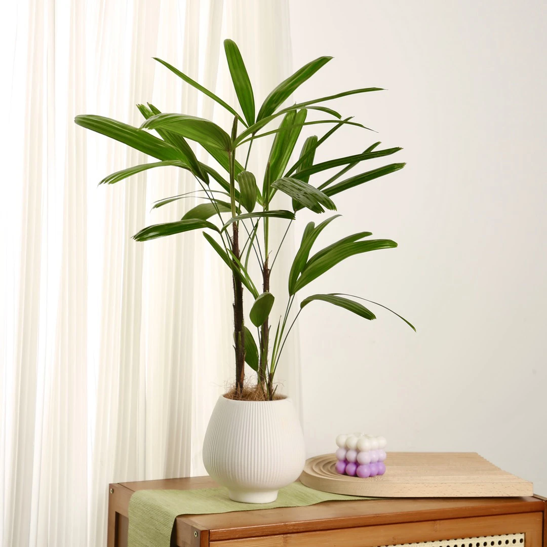 雅韵阁金山棕竹棕榈蒲葵盆栽盆景室内阳台办公室耐阴好养花卉绿植