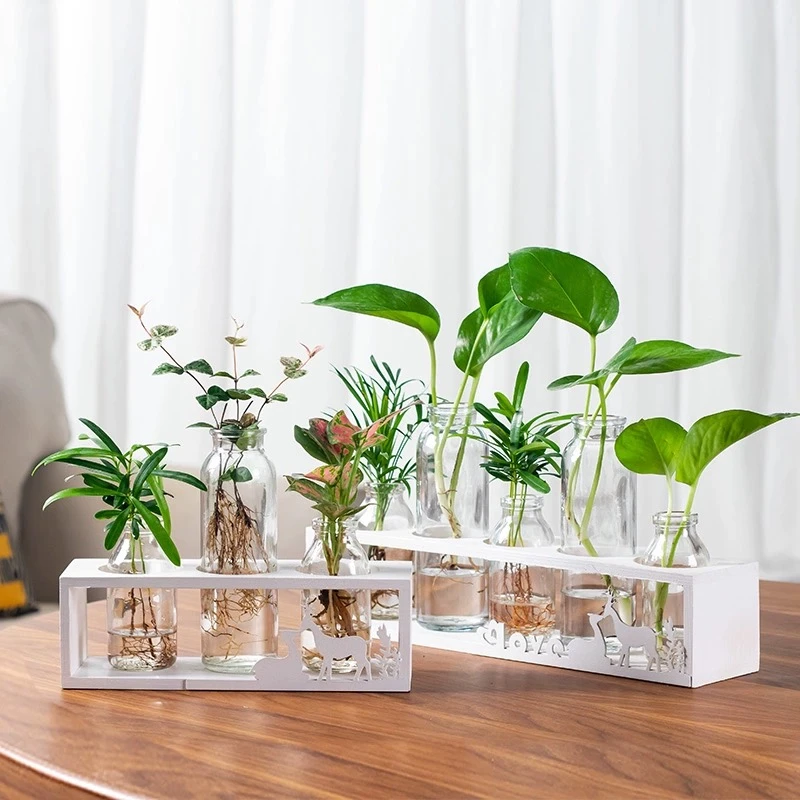 雅韵阁水培植物办公室玻璃瓶绿植室内桌面水养盆栽水生可水养好养