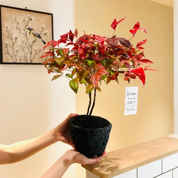 红宝石火焰南天竹盆栽盆景室内阳台办公室桌面观叶趣味花卉绿植