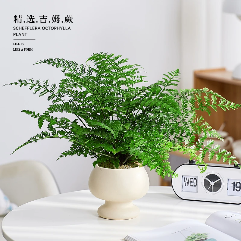 吉姆蕨盆栽蕨类植物懒人门口室内办公室电视柜旁边绿植好养活四季