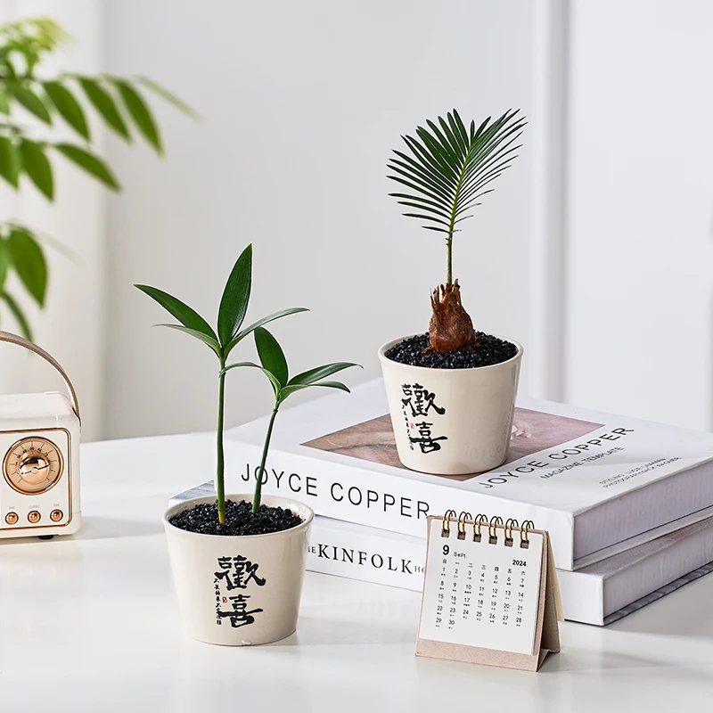 小欢喜铁树竹柏宝宝组合盆栽盆景室内办公室桌面观叶趣味花卉绿植