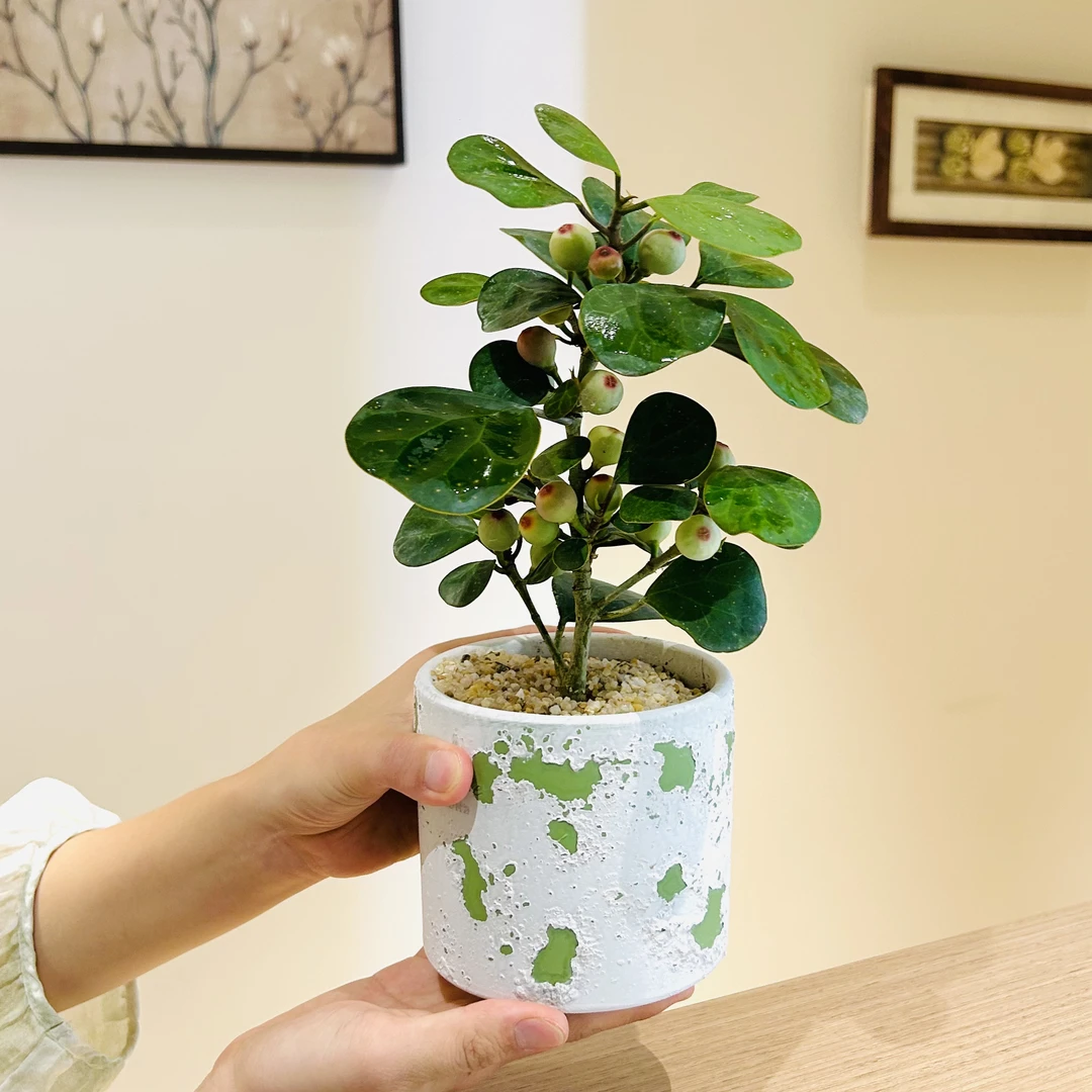 小盼菩提带果盆栽盆景室内客厅办公室桌面观叶观果好养花卉绿植