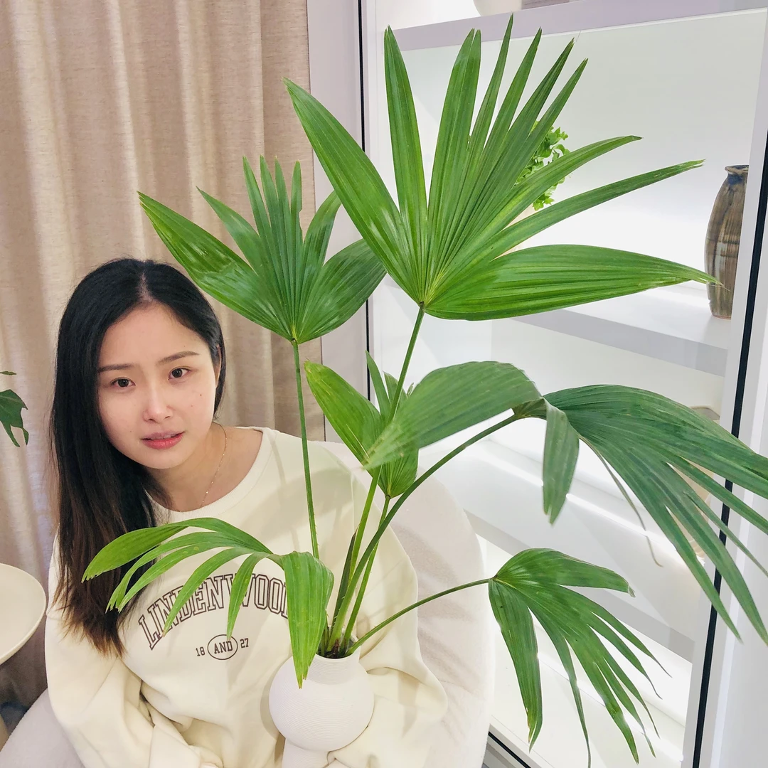 雅韵阁金山蒲葵折扇棕竹盆栽盆景室内阳台办公室耐阴好养花卉绿植