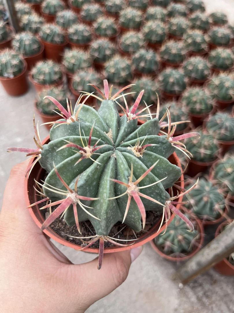 日出仙人球！一物一拍，脱土发货栽种正常根部