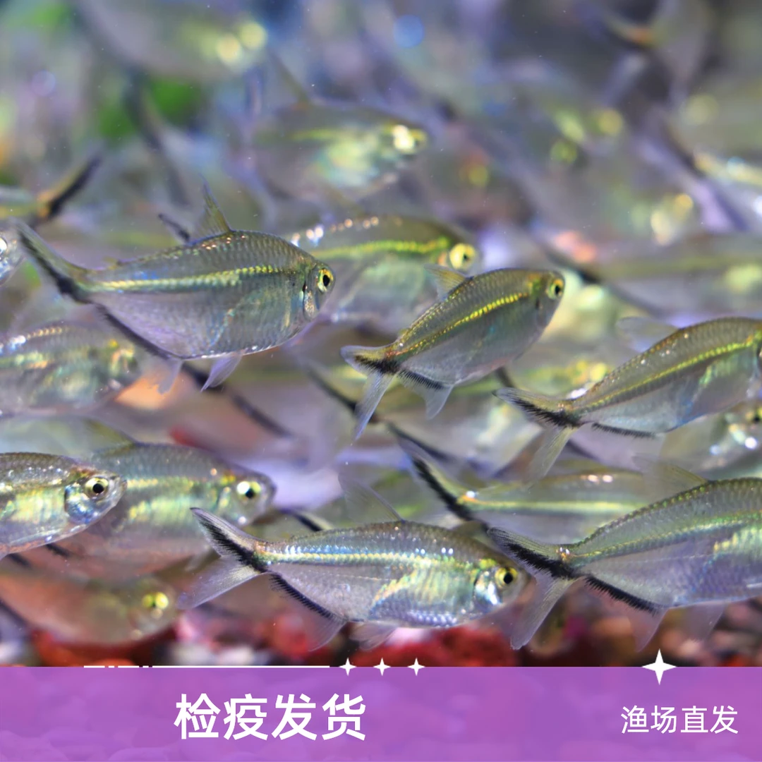 鱼游记 黑尾大勾灯科鱼混养热带鱼淡水鱼群游鱼