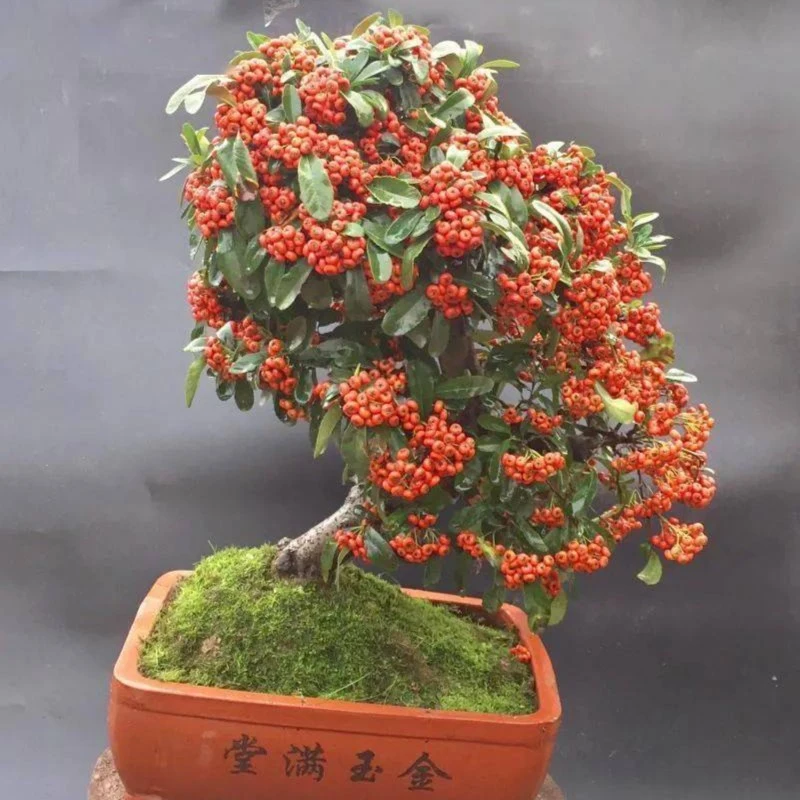 火棘果 吉祥果 一物一拍 原土打木架 顺丰包邮