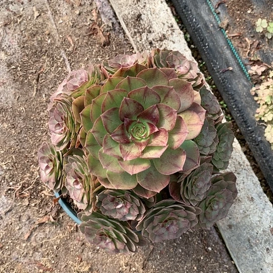 蓝****80405黑魔多肉法师