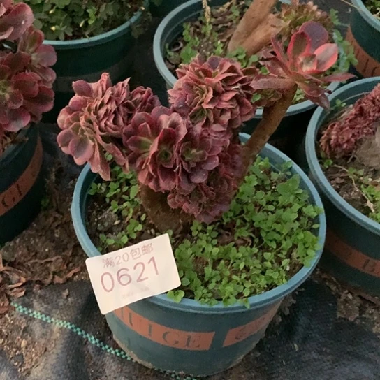 0621美杜莎缀多肉法师