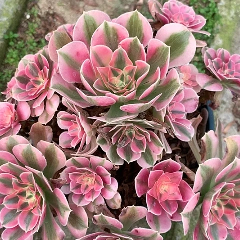 0374女巫多肉法师