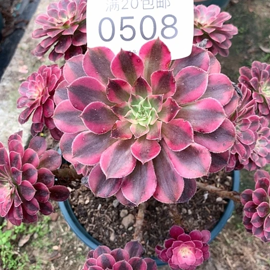 0508黑铜白多肉法师