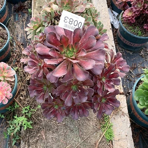 0083美杜莎中班花纳多肉