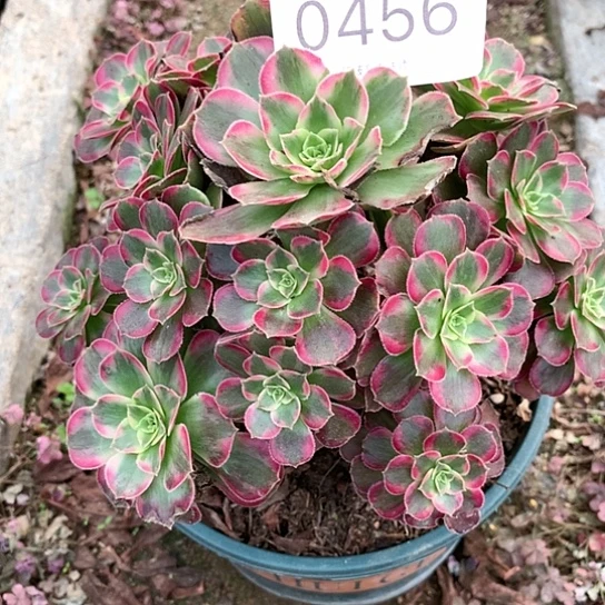 0456安娜多肉法师