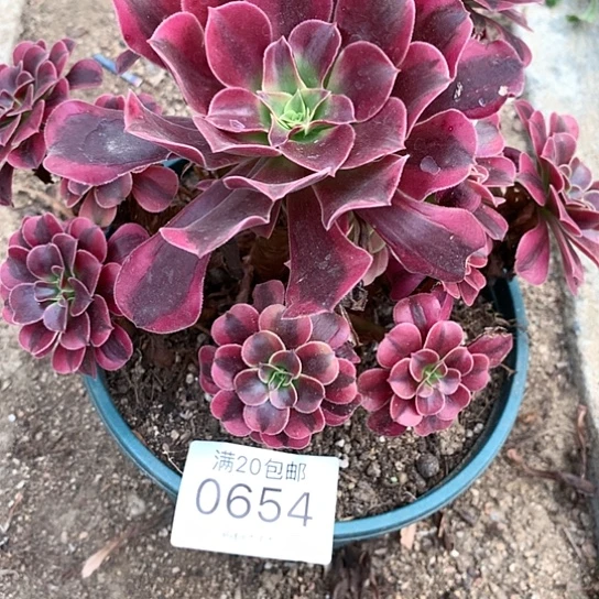 0654美杜莎多肉法师