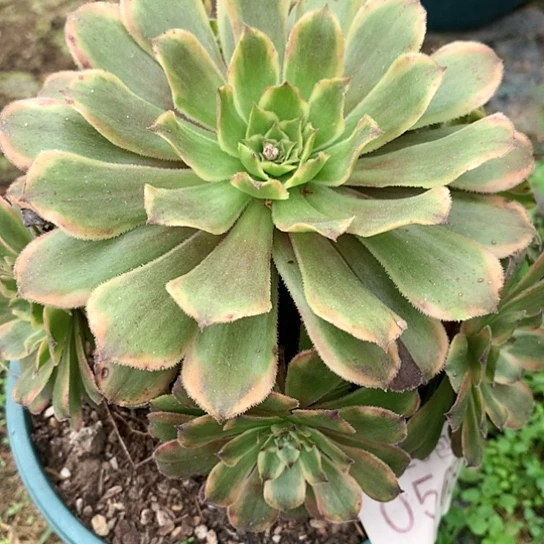 0568萤火粉黛多肉法师