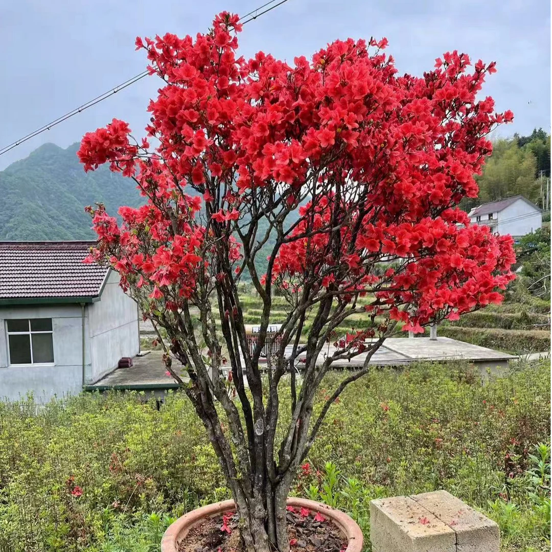杜鹃花开映山红盆景园艺造景绿植盆栽红花（一物一拍下单需备注）03