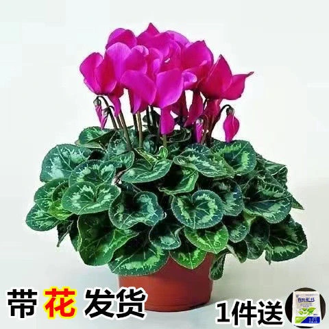 带花仙客来四季开花仙客来盆栽包邮年宵花办公室内花卉兔子耳花苗