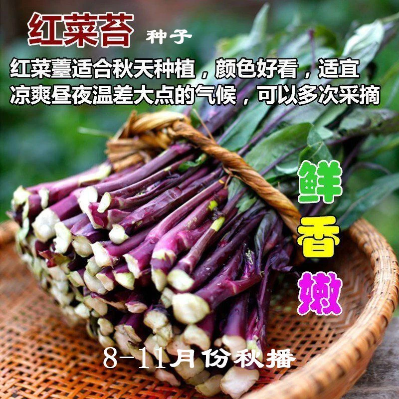 红菜苔种子种籽春季蔬菜蔬莱孑秋季秋冬菜籽菜种四季菜心南方冬季