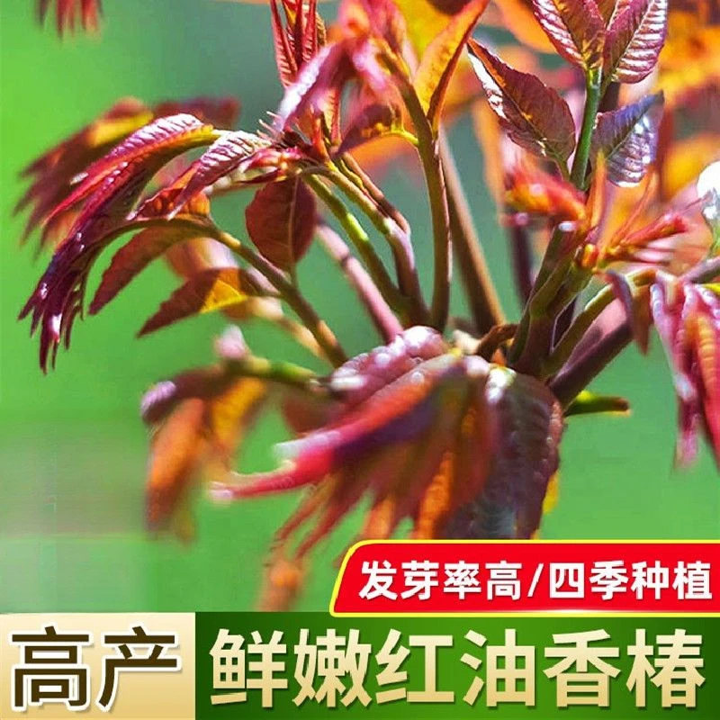 红油香椿种子口感好香味浓四季速生香椿树苗籽易种活蔬莱