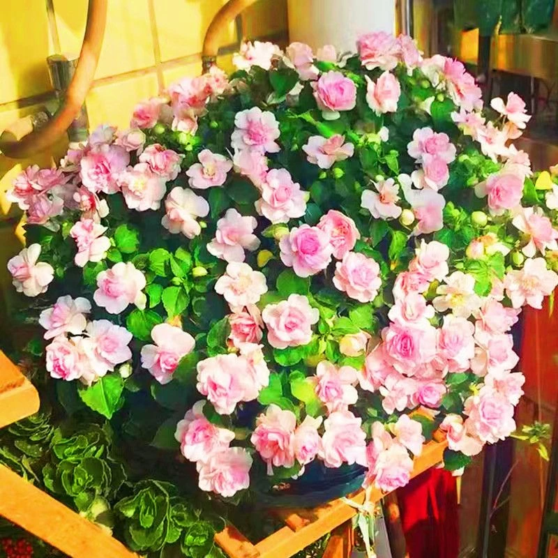 重瓣凤仙花种子染指甲盆栽花室内外阳台种植四季易活花草种籽