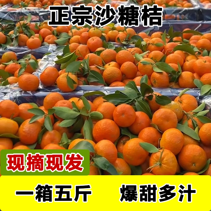 【坏果包赔】正宗砂糖橘当季新鲜水果皮薄多汁口感爆汁现摘熟