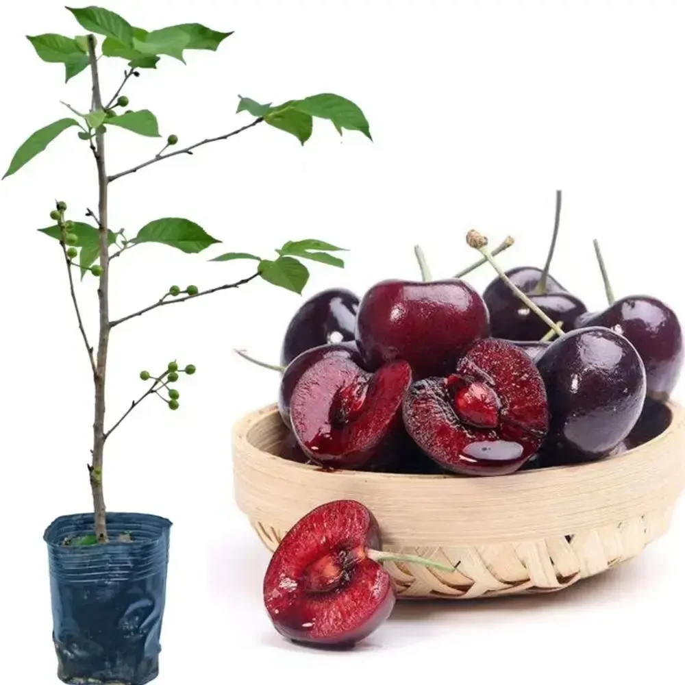 云南车厘子大樱桃树苗黑珍珠原盆发货嫁接樱桃苗南北方种植果树