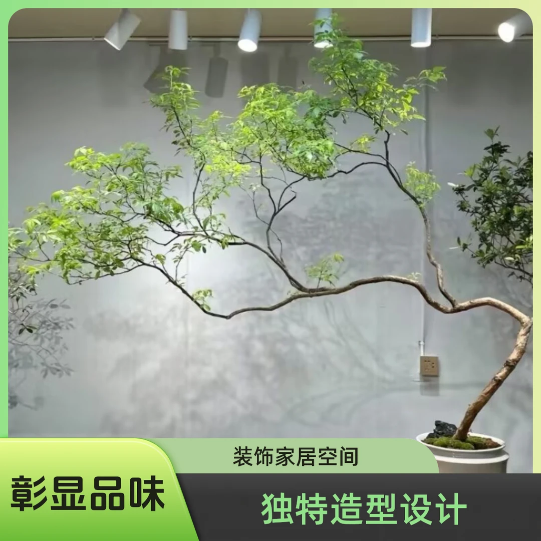 小叶紫花黄荆绿植盆景/茶室/客厅/庭院/高档大气室外室内易养好活