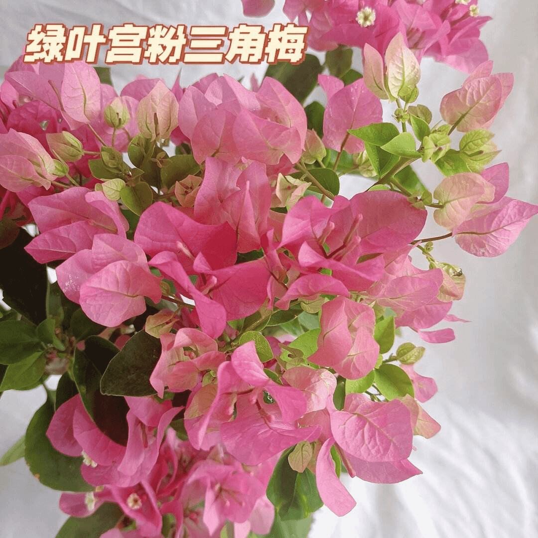 （1苗9.9米，绿叶宫粉三角梅）四季勤花爬藤阳台庭院懒人好养不带花