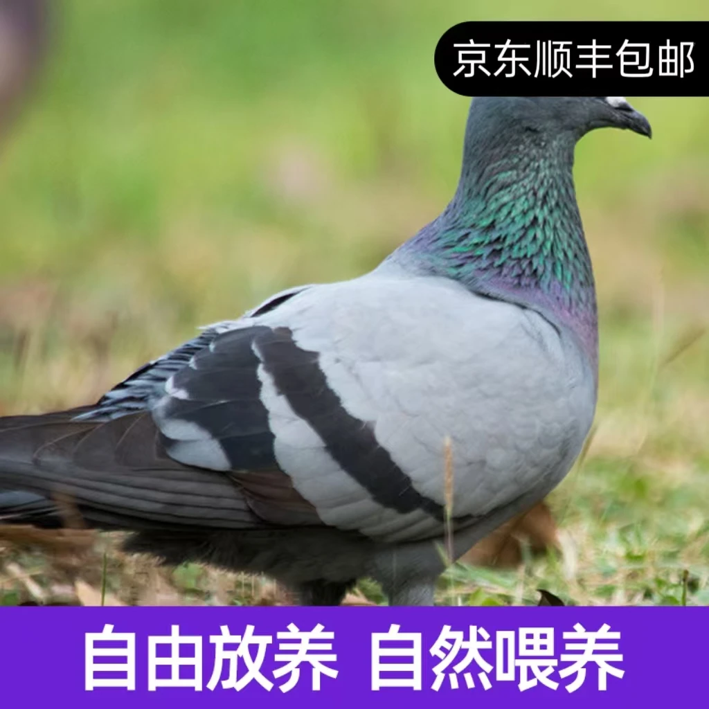 拍一发三单只6两以上乳鸽新鲜现杀纯粮喂养京东顺丰包邮坏单包赔