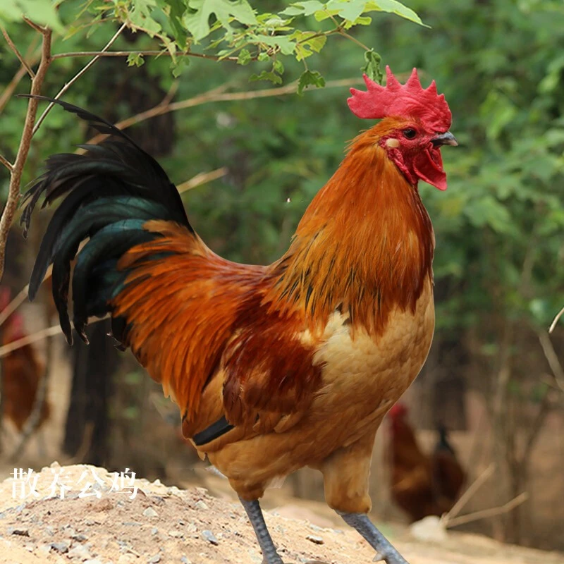 【买一只送一只】农家散养大公鸡2只净重6斤新鲜现杀坏单包赔