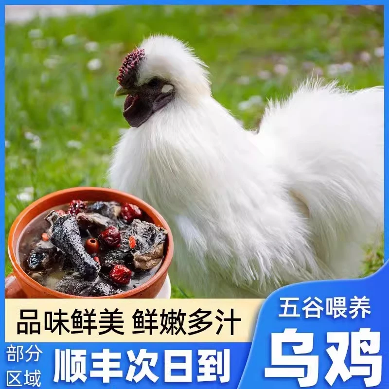 【拍一发三】林间放养乌鸡3只 新鲜现杀坏单包赔顺丰京东包邮送人参
