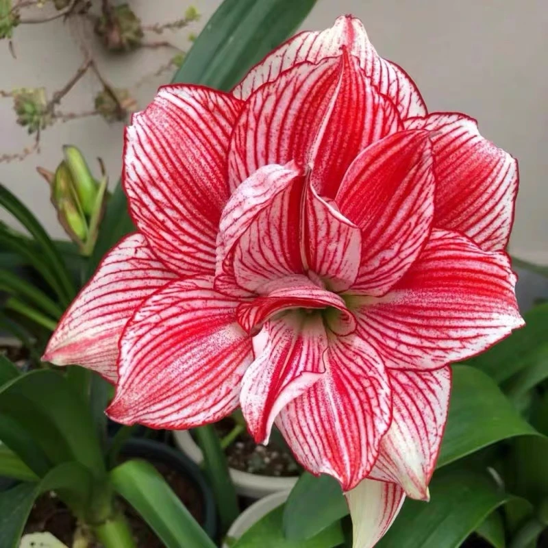 朱向乾【十二单衣】日朱重瓣朱顶红切球苗裸根发货默认有花叶