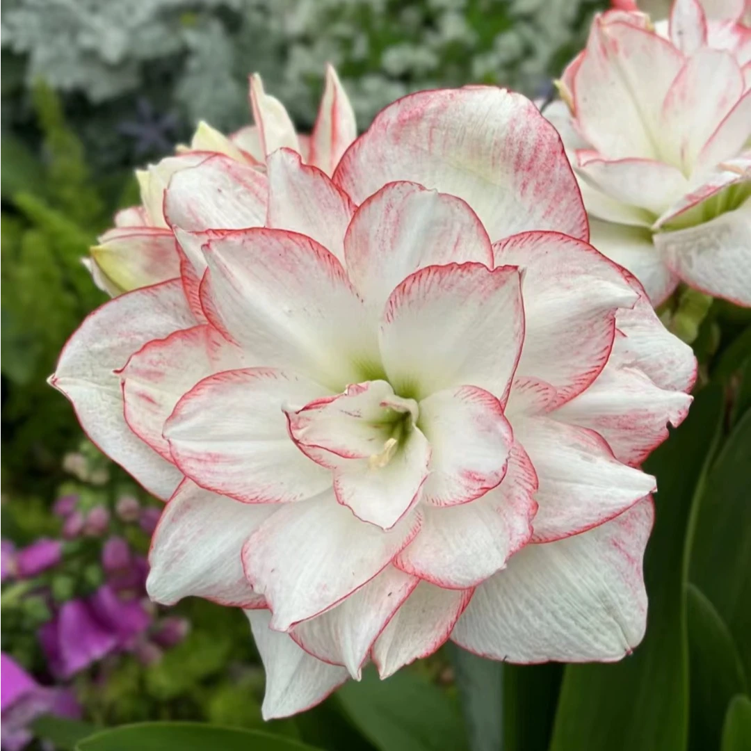 朱向乾【幻蝶】澳朱重瓣朱顶红切球苗地栽苗裸根发货默认有花叶