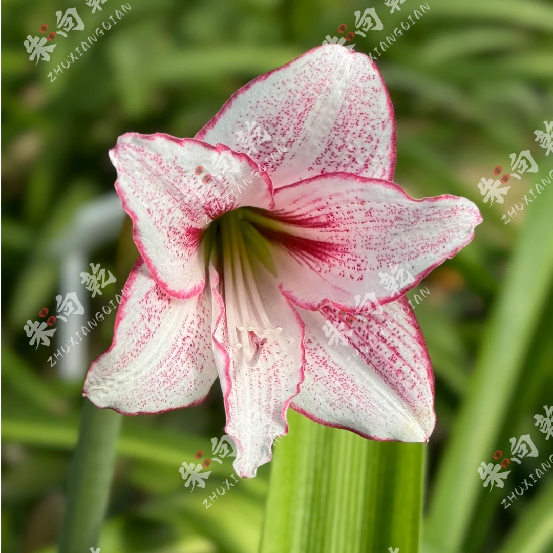 朱向乾【白肋银河系】荷兰迷你朱顶红侧芽苗裸根发货默认有花叶