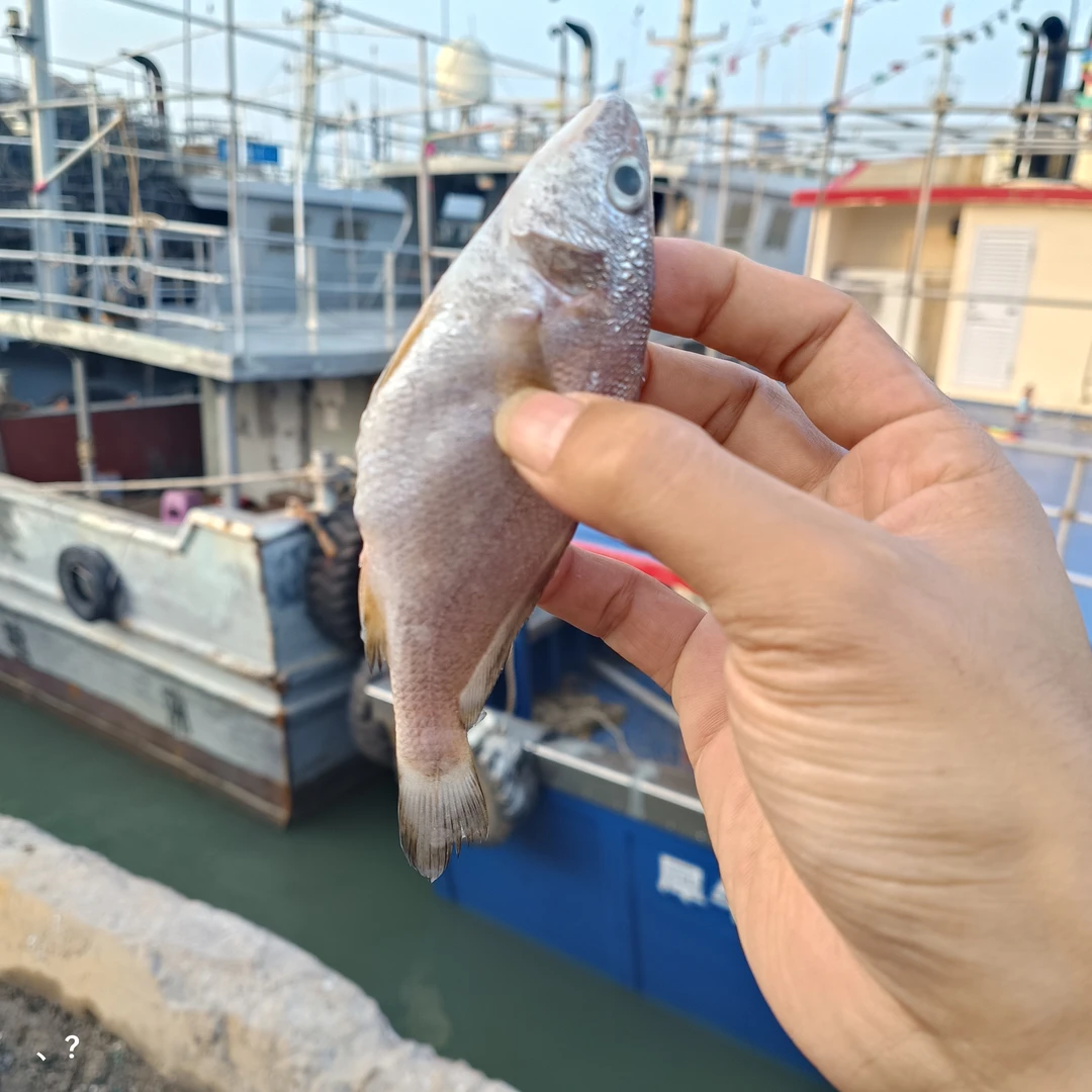 湛江新鲜石头鱼 白花鱼 话鱼 帮杀 顺丰速冻发货