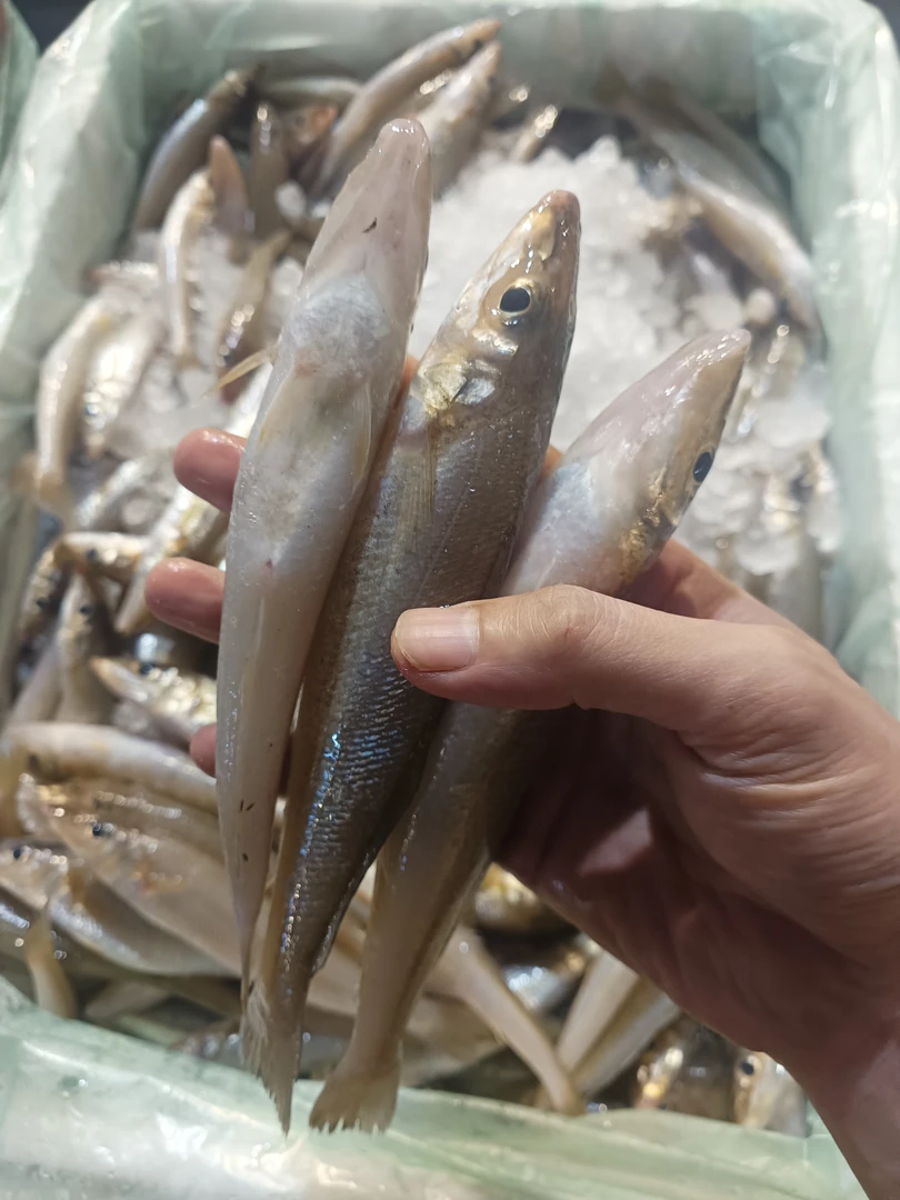 湛江沙锥鱼 沙丁鱼 沙尖鱼 鱼肉鲜嫩营养高 大