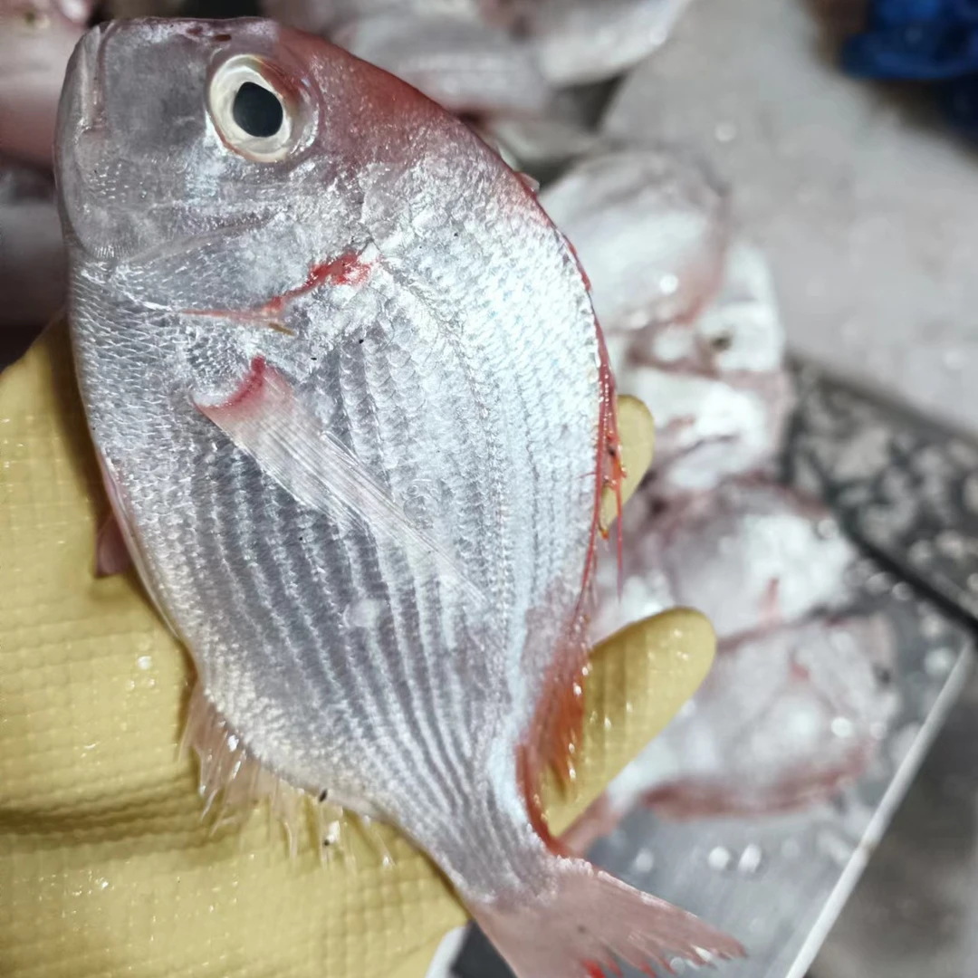 湛江天然红立鱼 野生红腊鱼 新鲜赤棕鱼 顺丰速冻发货