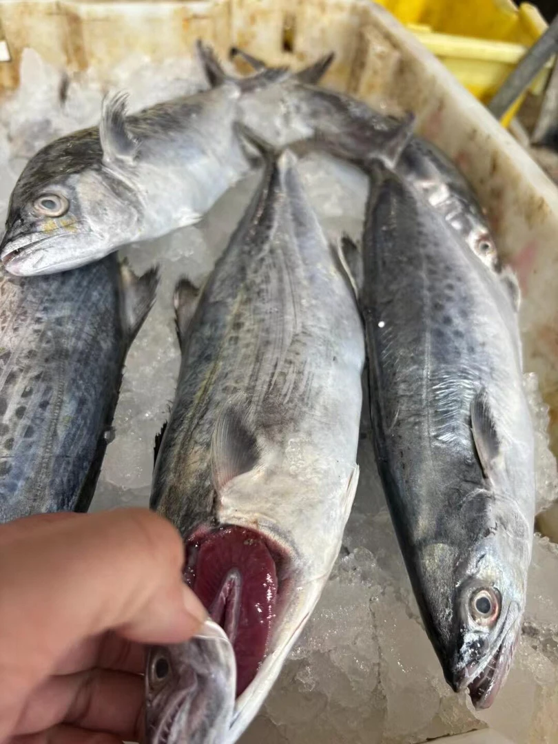 湛江天然白腹马鲛 扁鲛鱼 蓝点马鲛鱼 顺丰速冻发货