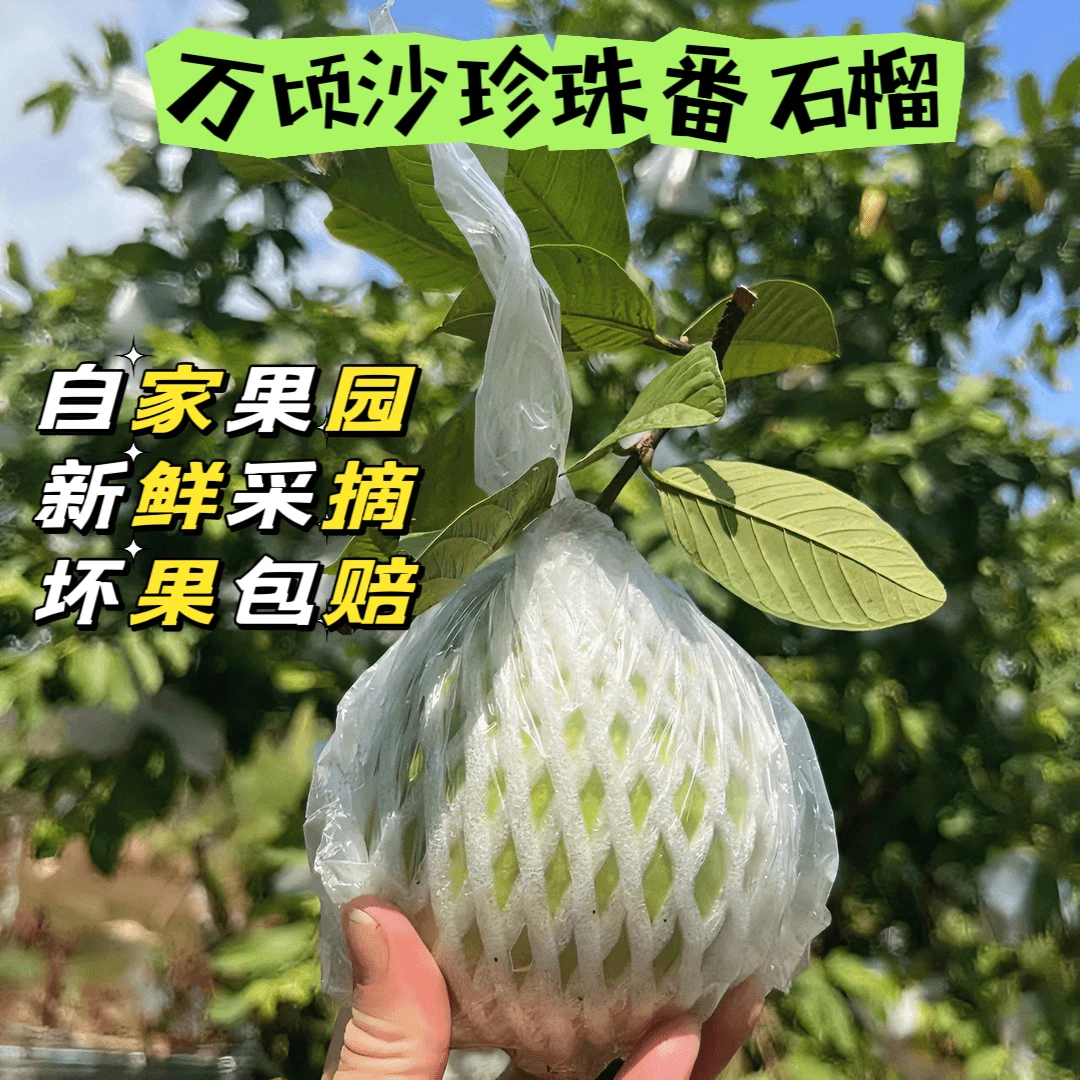 广东南沙万顷沙白心珍珠芭乐番石榴爽脆清甜水果包邮新鲜采摘