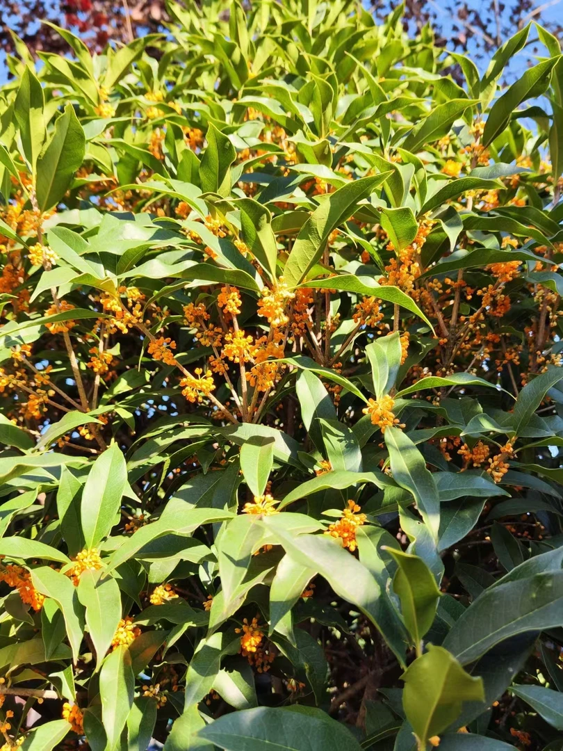 胡氏桂花飘香四季桂八月桂一物一拍