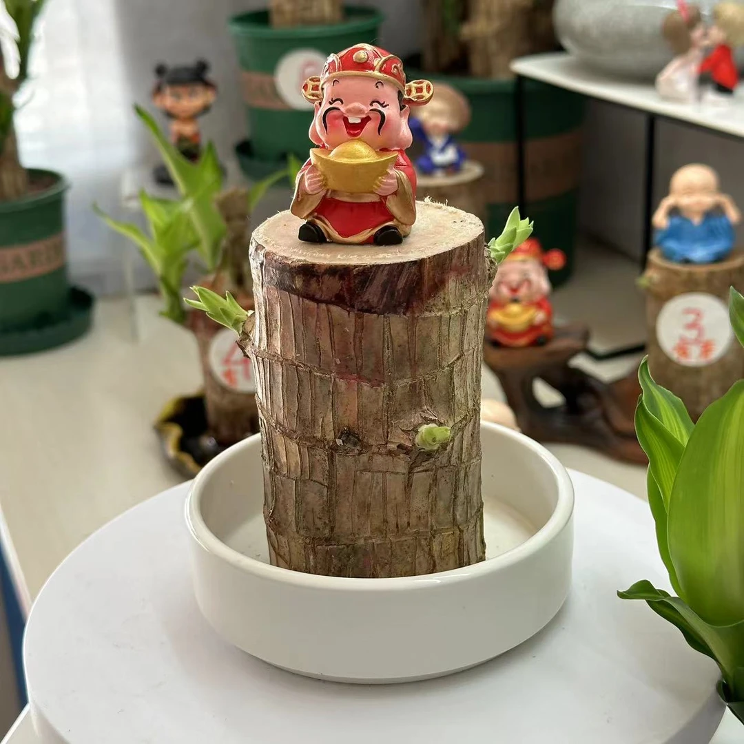 【短芽发货】幸运木懒人绿植正品巴西进口木