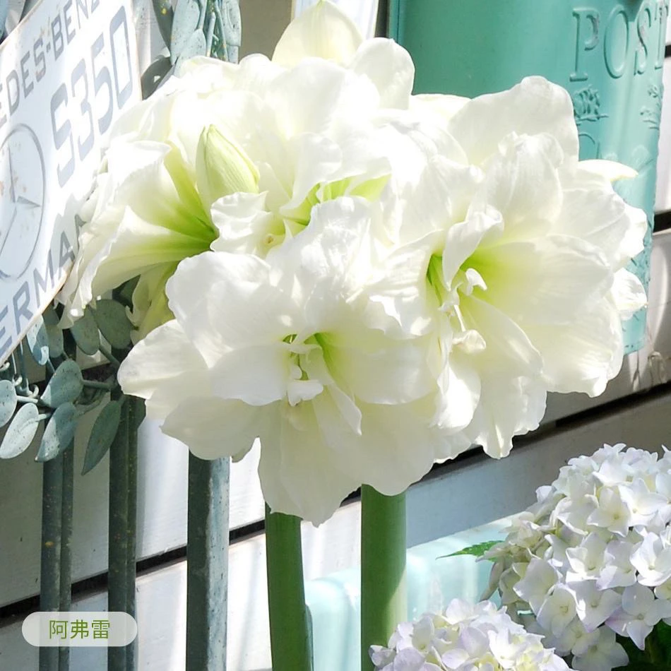 【阿弗雷】朱顶红种球送肥