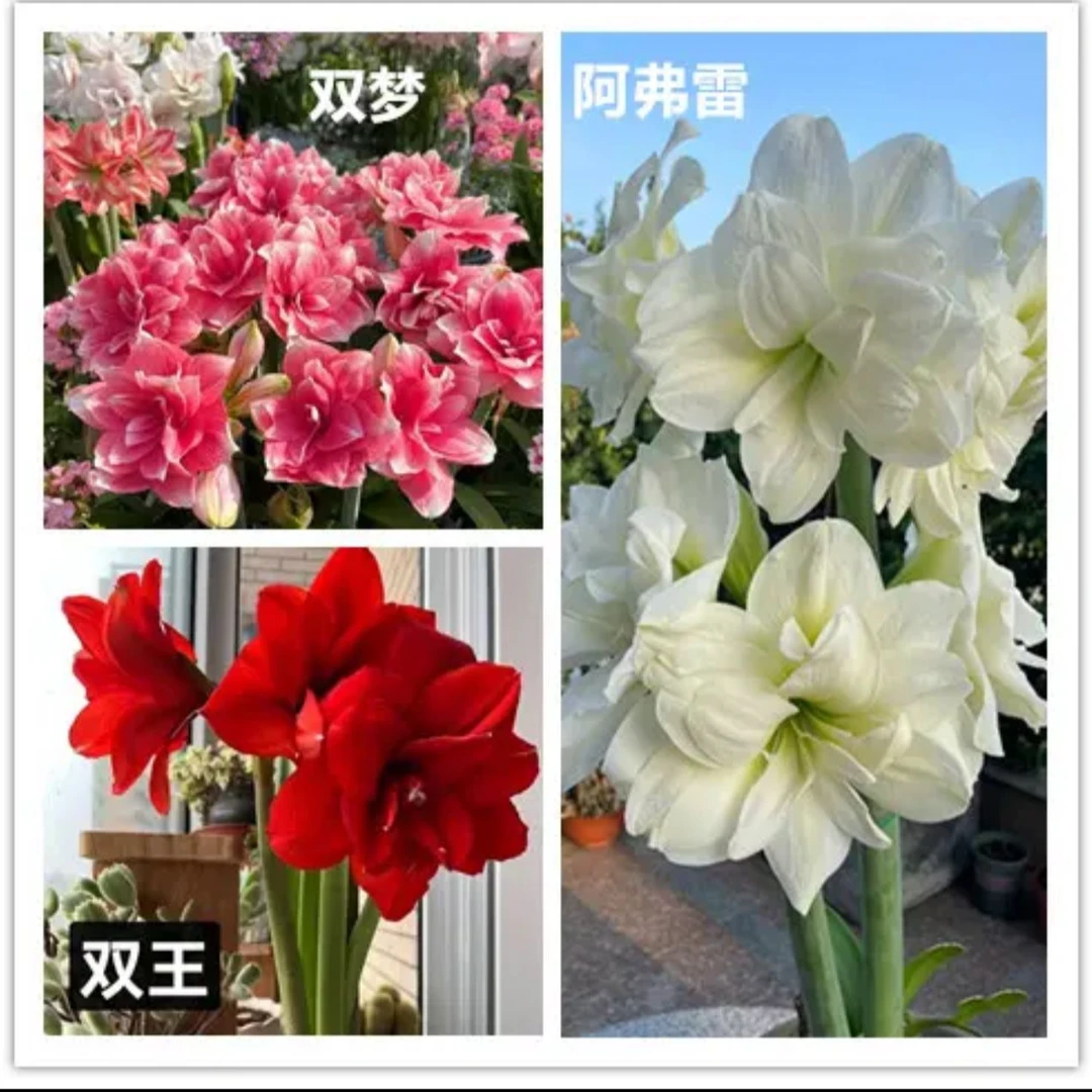 【3个品种不调换）朱顶红种球6-7厘米左右