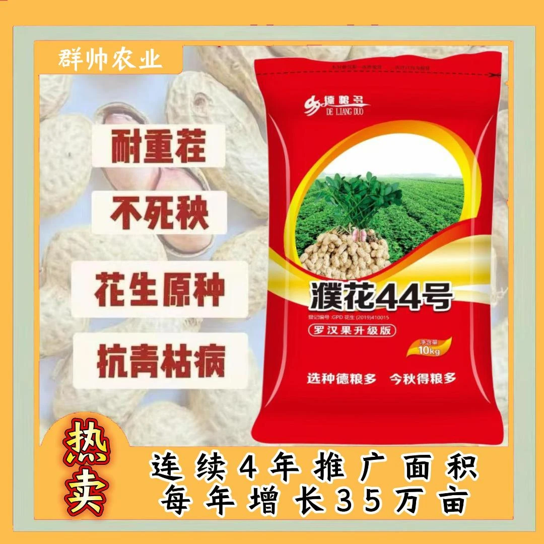 濮花44号优质花生品种含油量高出米率高皮薄果大抗叶斑病青枯病