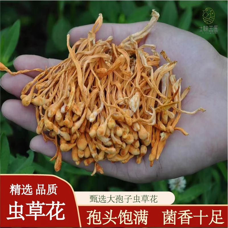 土味王国虫草花金虫草煲汤营养食材100克250克500克