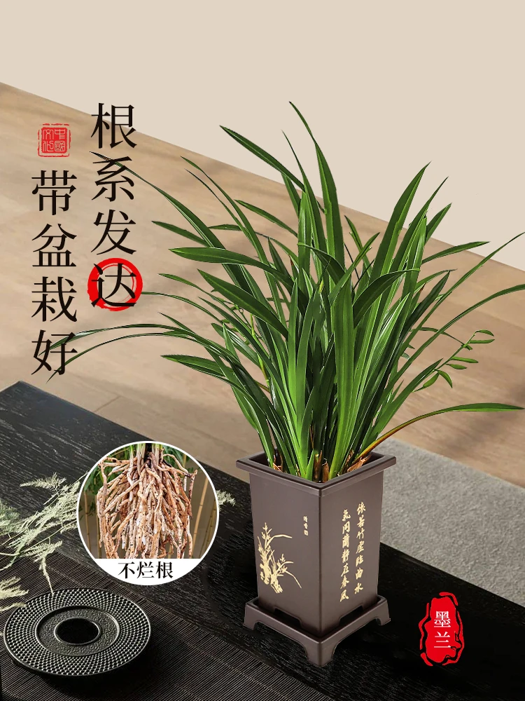 墨兰企黑兰花盆栽鲜花浓香室内年宵花卉玄关兰花好养植物正宗兰花