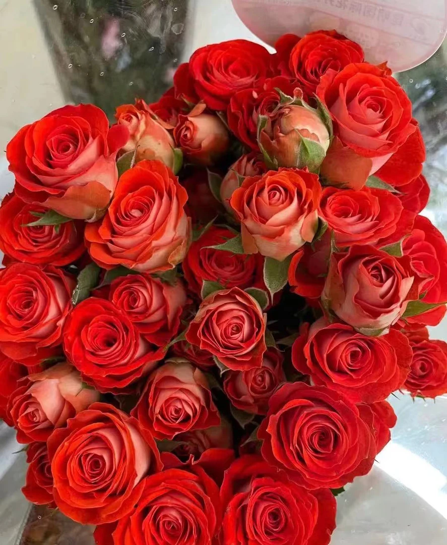 惊艳20花朵  (损耗10%以内不售后）两单以上顺丰/京东包邮